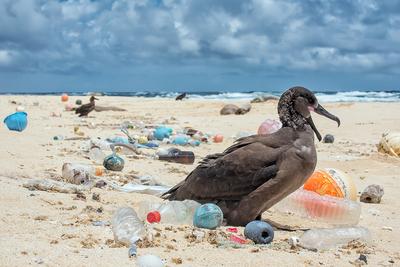 Если не произойдет революция в сфере обращения с отходами, океан будет затоплен пластиковыми отходами - согласно отчету, опубликованному в прошлую пятницу